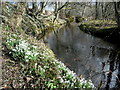 Snowdrops by Aldie Water