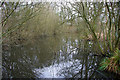 Pond between fields