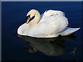 Swan on the Erewash Canal