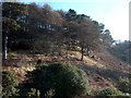 Pine woods north of Moie Lodge