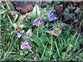 Lungwort, Bishopstone