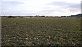 TQ9324 : Field of Sugar Beet near Highknock Channel by N Chadwick