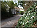 Sutton Waldron: snowdrops and Snowdrop Cottage