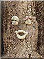 Winterborne Stickland: facial feature on tree