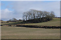 Fields near Cwrtycwm