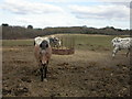 Milford on Sea, horse feeder