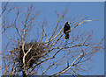 A rook and nest at St Boswells Green