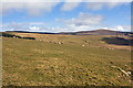 Pasture on the slopes of Foel Eryr