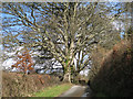 Four oaks above Babcombe