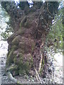 Very old tree