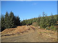 NY6789 : Forest Track and Road Junction near Plashetts by Les Hull
