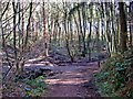 Footpath junction, Eymore Wood