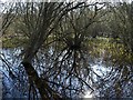 Wet woodland by Par Pond