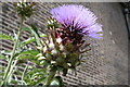 Hoxton: Cardoon in the garden of the Geffrye Museum