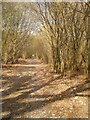 Footpath through Gibbons Coppice