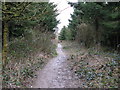 Path leading away from car park in Eartham Woods