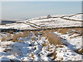 Snowy track and pastures above Spring House (5)