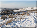 Snowy pastures above Dryburn Hall