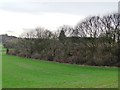 Bank of woodland, off Jerry Clay Lane