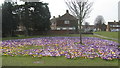 Massed crocus planting on the A2 Canterbury Road
