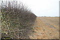 Wilkesley Winter Fields