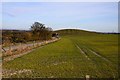 Looking across the field to Goldbury Hill