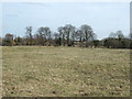 Grazing land, Hempton, Fakenham