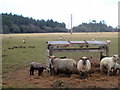 Sheep pasture near Trevassack