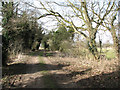 Ivy-clad trees beside Wash Lane