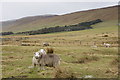 HU4054 : Sheep, Kergord valley by Mike Pennington