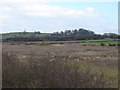 Belton Gorse and Hook Cliff