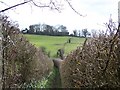 SU1920 : Footpath between high hedges by David Martin
