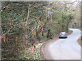 Decorated tree beside the road at Chygarkye Wood