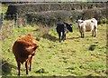 Cattle at Tanderagee