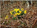 Spring Daffodils, on Horton Heath