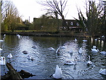 TL8642 : Swans near Brundon Mill by PAUL FARMER