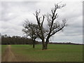 Footpath to Pugh