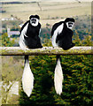 Monkeys, Belfast Zoo