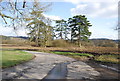 Clump of trees by a track junction