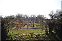 TQ7236 : Orchards through a gate off Bedgebury Rd (B2079) by N Chadwick