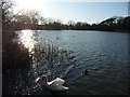 Poole : Hatch Pond & Swans