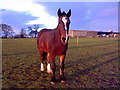 Eastbrook Hay Farm, Cupid Green Lane