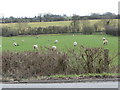 Sheep in field near Rye Hill Farm