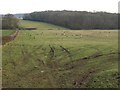 Field of sheep, Leigh Holt Farm