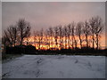 Wintry sunset at community allotments