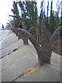 Anti-climb ironwork, Tilehurst Road Railway Bridge, Reading