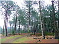 Path through the pines