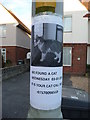 Poole : Found Cat Poster