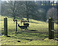 2010 : Venison on the hoof near Coulston