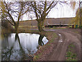 Pond with willows